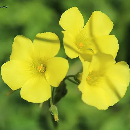 I Mari Bed & Breakfast Torpè