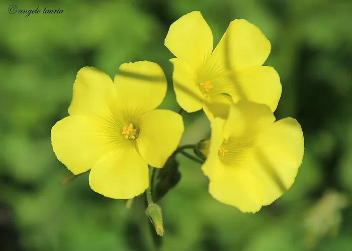 I Mari Bed and breakfast Torpè