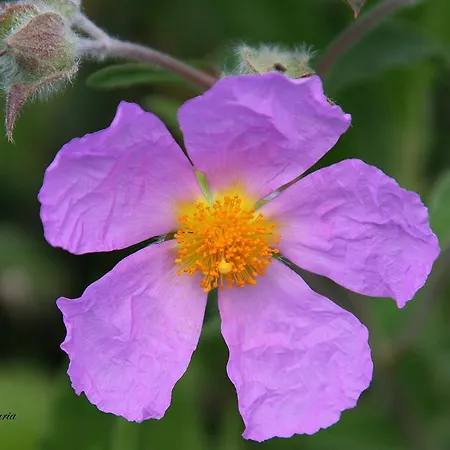 I Mari Oda ve Kahvaltı 3*